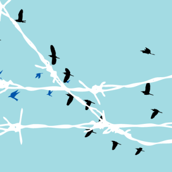 bird behind barbed wire
