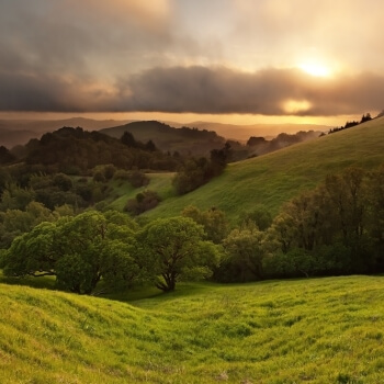 california oak wildland