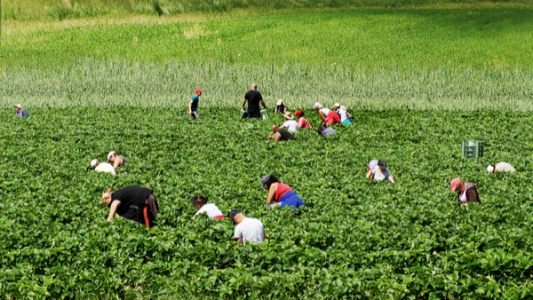 People pick strawberries in an agricultural field. 