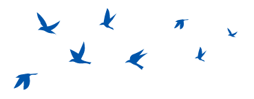 blue bird silhouettes