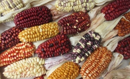 colorful dried corncobs