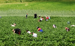 People pick strawberries in an agricultural field. 