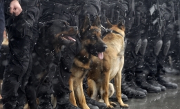 Police canine sitting at feet of law enforcement.