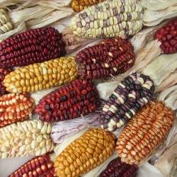 colorful dried corncobs